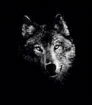 Kostenloser Webspace von grey-wolf